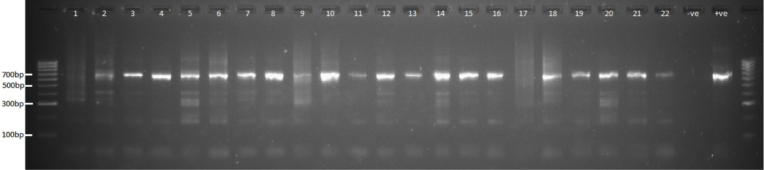 Second step PCR